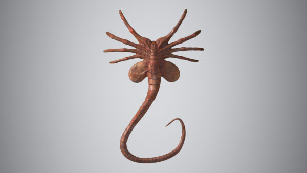 facehugger 3D Model - Imagem 5
