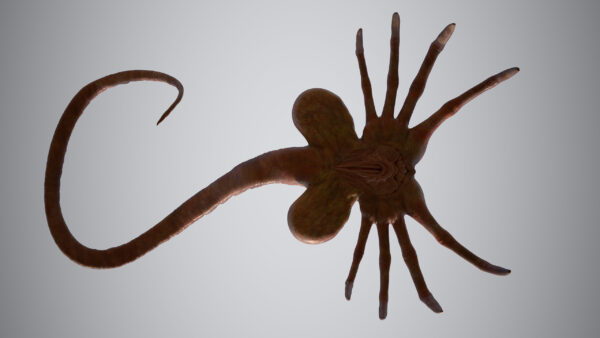 facehugger 3D Model - Imagem 3