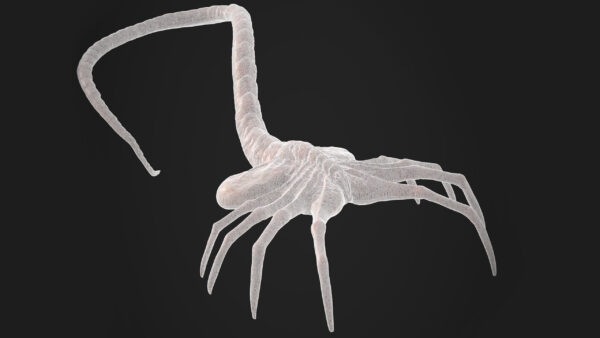 facehugger 3D Model - Imagem 2